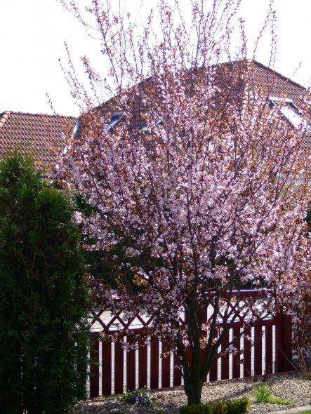 Frühling 2011