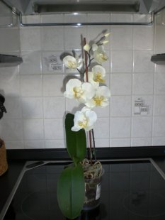 Tipp & Trick 'Für Orchideenfreunde'