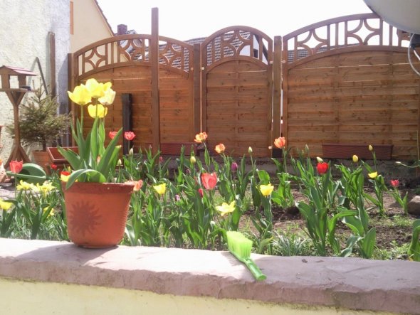 Garten mit Tulpen im Frühjahr