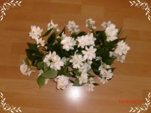 Meine Blümchen