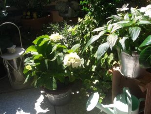 Sommer 2009