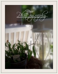 Frühling 2009 & 2010 und 2011 und jetzt 2012
