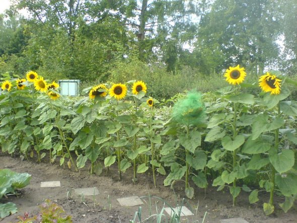 Garten 'Sonnenblumen'