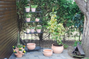 Garten 2009