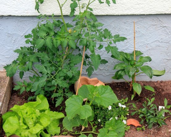 der kleine Garten meiner Kinder mit Tomaten, Paprika, Gurke und Salat