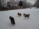 Hausfassade / Außenansichten '* Hundepfoten im Schnee *'