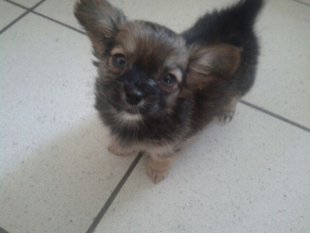 Bijou