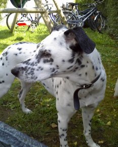 Unsere Tiere