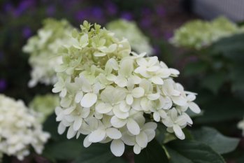 Gartenanfänge 2010/2011