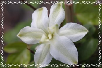 Gartenträume