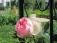 Garten: salon de jardin