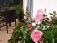 Garten: salon de jardin