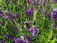 Garten: salon de jardin