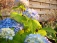Garten: salon de jardin