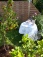 Garten: salon de jardin