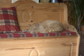 ღKaterchen