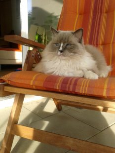 Meine Cats