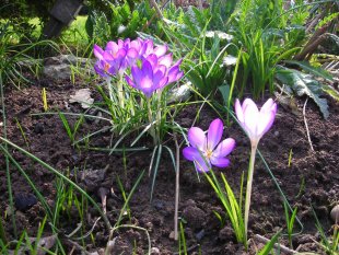 ✿ Garten (hinten) ✿