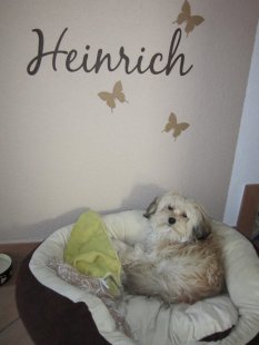 Unser Liebling "Heinrich"