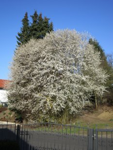Frühling- und Sommergarten