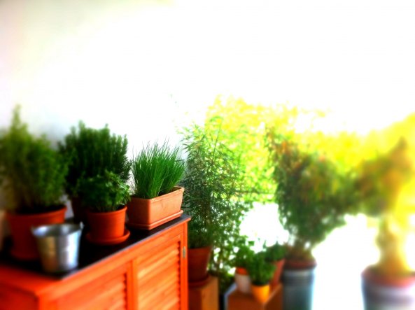 Terrasse/Balkon: Balkon