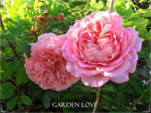 Garten 2011