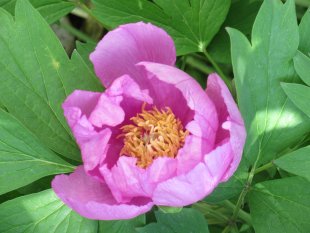 Unser Garten