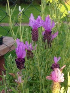 Unser Garten