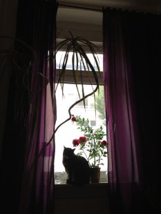 katzenjammer