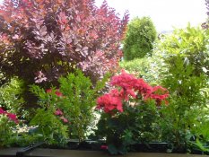 Mein Garten