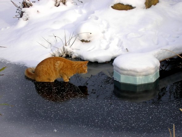 Haustiere 'meine Tiere'