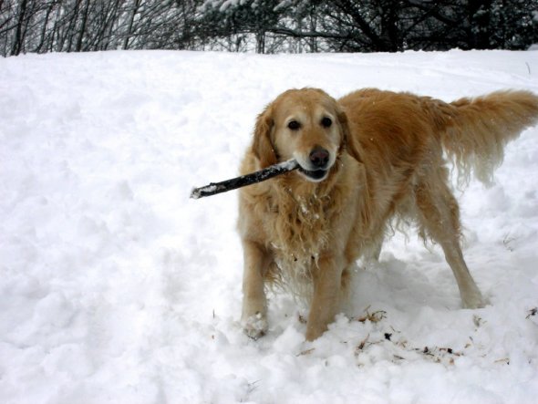 Haustiere 'meine Tiere'