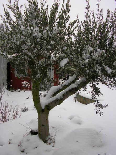 Garten 'Neuschnee'