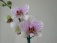 "Wilde Orchidee"...