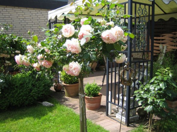 Garten 'Rosengarten 2008!'