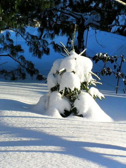 Das sollte eigentlich der Weihnachtsbaum werden - nun, ich denke, ich will ihn nicht 1 m tief ausgraben.