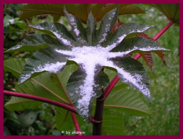 Garten 'Gartenimpressionen'