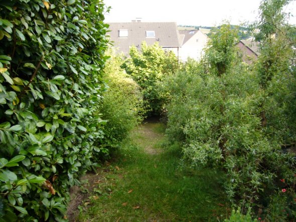 So sah der Garten vorher aus.Viel zu große Bäume und Riesenkirschloorbeer in einem kleinen Garten