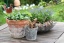Garten 'Unser Gärtchen'