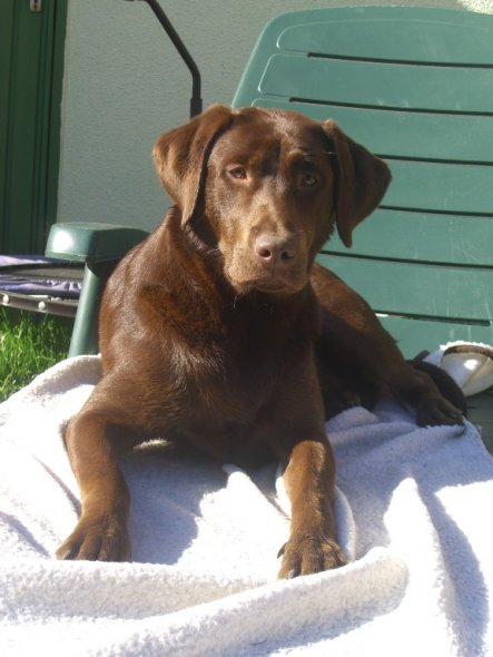 ...tut auch dem Hund gut: Sonnenbaden!