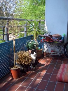 Terrasse / Balkon 'Inselchen'