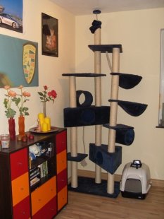 Arbeitszimmer/Katzenzimme r