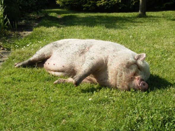 Haustiere 'Mein kleiner Zoo'