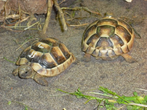 Haustiere 'Mein kleiner Zoo'