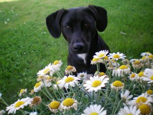 mein kleinwüchsiger Labrador Buddy