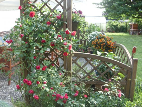 Kletterrose vor der Terrasse