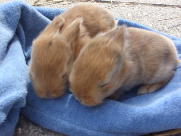 Zwergkaninchen-Babys, noch keine 2 Wo. alt (haben die Augen noc nicht geöffnet)