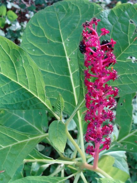 Garten 'Garten - Blüten'