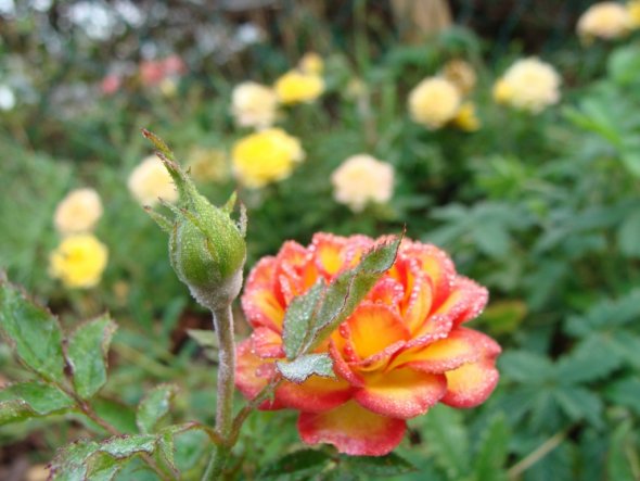 Garten 'Garten - Blüten'