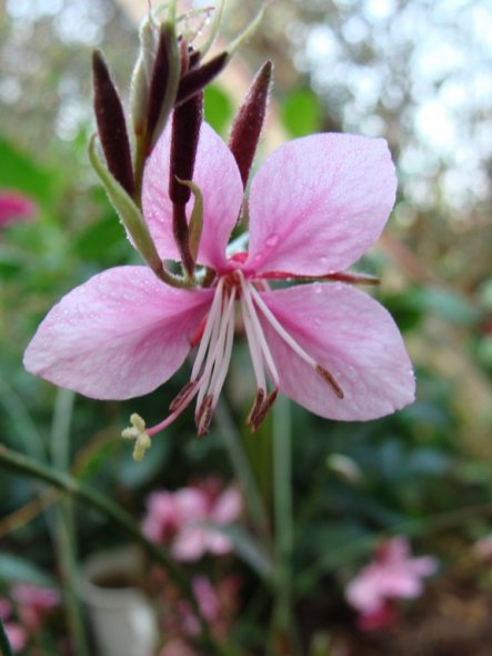 Garten 'Garten - Blüten'